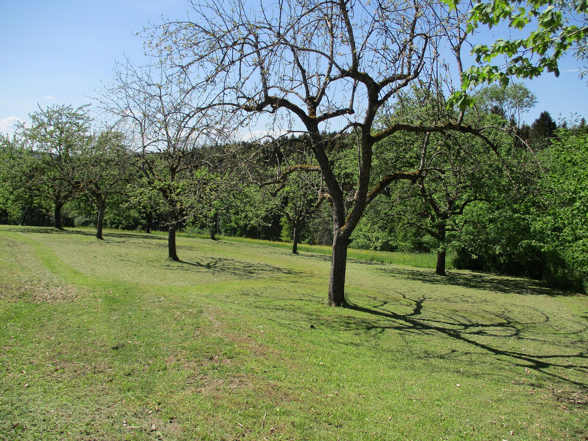 Obstbaumwiesen am Rotfelder Weg 