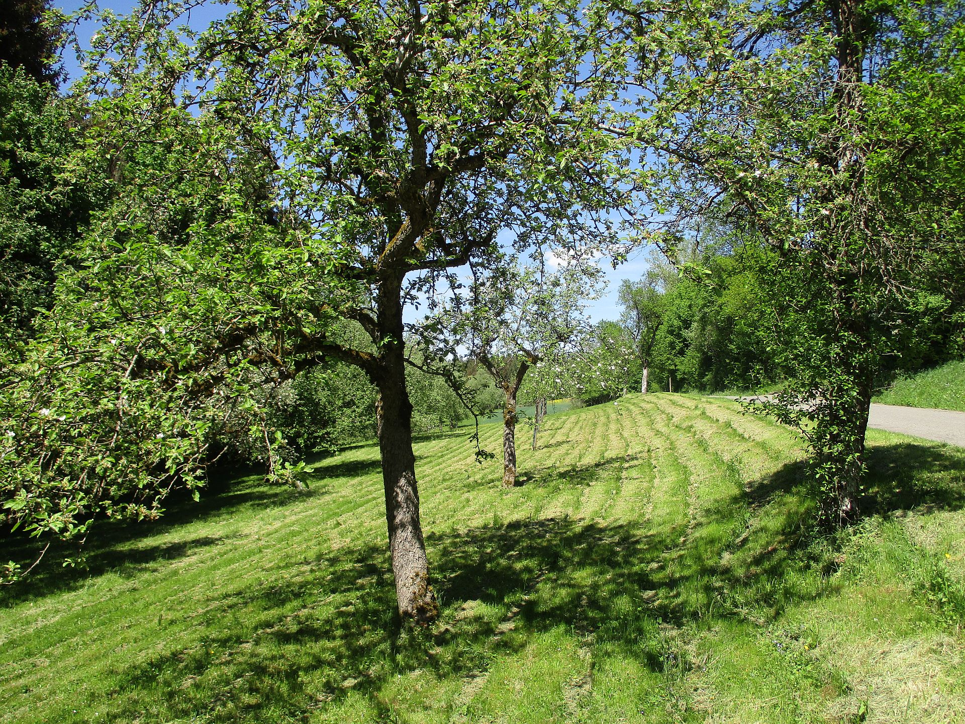 Obstbaumwiesen am Rotfelder Weg 