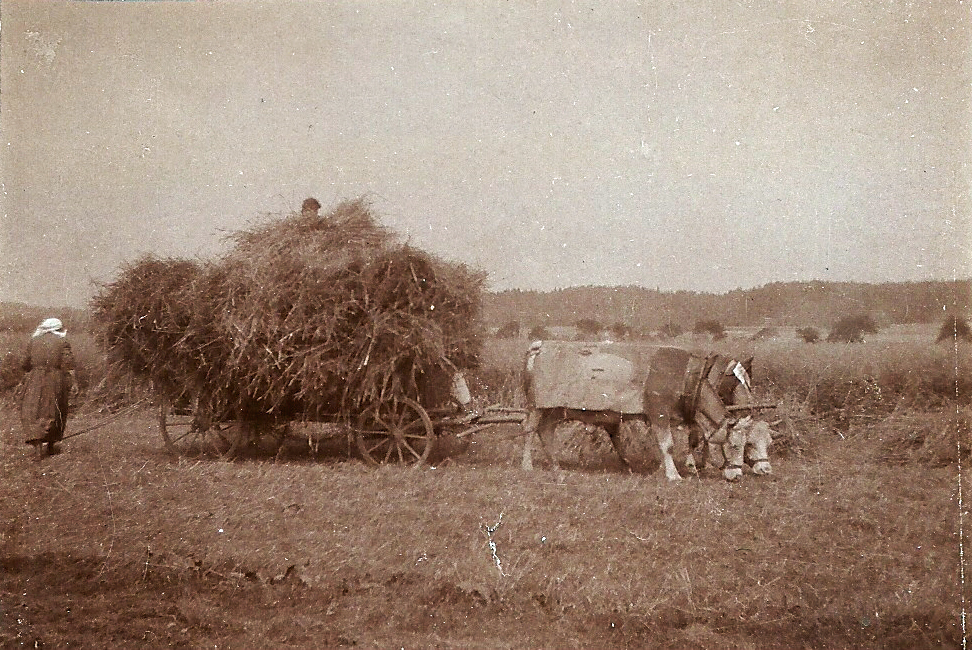 Ebhausen im Hart, Getreideernte 1929