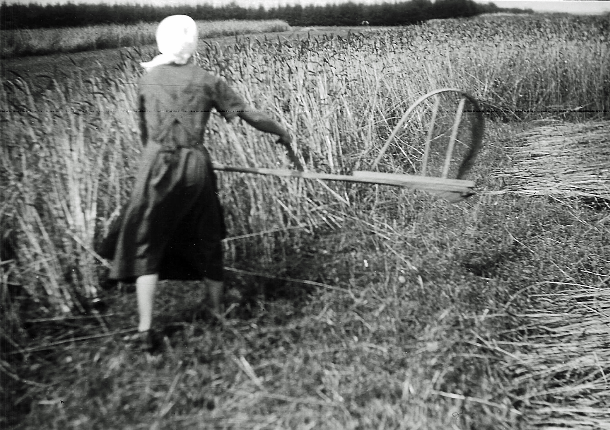 Getreideernte 1935
