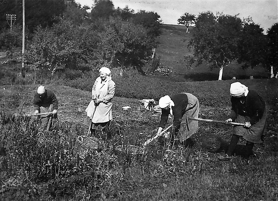 Kartoffelernte um 1931